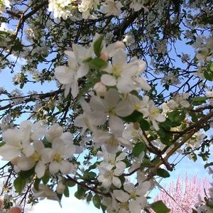 Meet your Posher, Jazmin